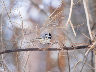 Beautiful bird Coal tit, lat. Periparus ater, sitting on a branch without leaves in the autumn or winter.