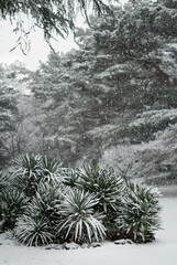 snow view in the park of Tokyo