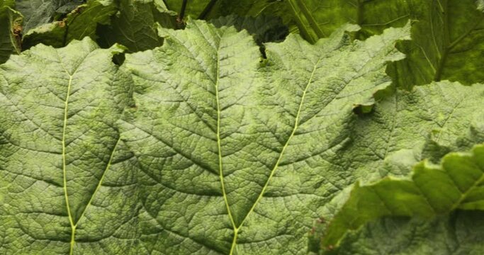 Lush Giant Leaves Of Gunnera Manicata In Blarney Castle And Gardens, Ireland. Close Up, Pan Left