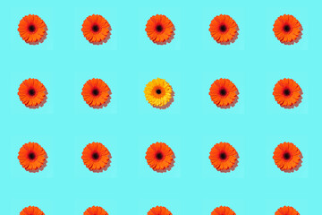 A pattern of gerbera flower on a cyan background. Valentine's Day. The beginning of spring. Flat...