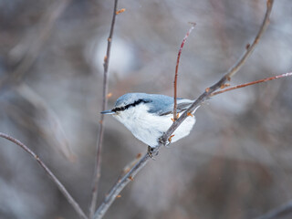 Eurasian nuthatch or wood nuthatch, lat. Sitta europaea, sitting on a tree branch with a blurred background.