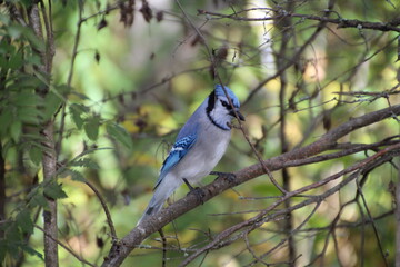 blue jay on a branch