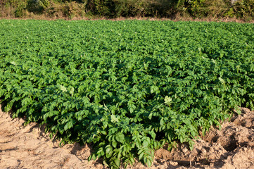 Fototapeta na wymiar Organic potato fields covered in lush foliage, potatoes are a popular food around the world.