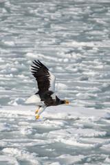 流氷の上を舞うオジロワシ © Tocchy S