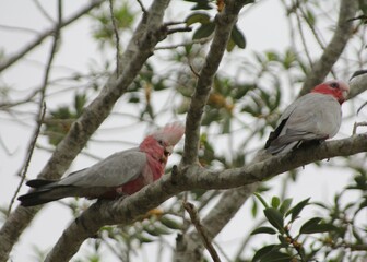 Galahs in the Treetops, Tin Can Bay