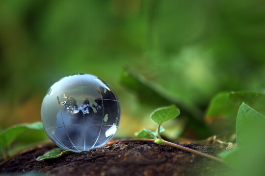 Crystal Globe in Grass, Image of Ecology