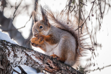 The squirrel with nut sits on tree in the winter or late autumn