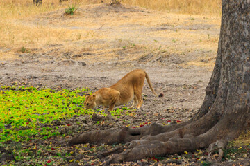Lioness (Panthera leo) drinking water from waterhole in Tarangire national park, Tanzania