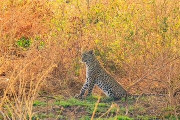 African leopard (Panthera pardus pardus) sitting in grass in Serengeti National park, Tanzania