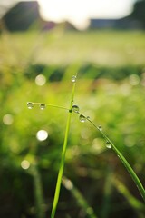 癒される雫の風景