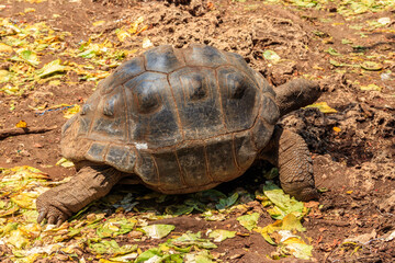 Aldabra giant tortoise on Prison island, Zanzibar in Tanzania