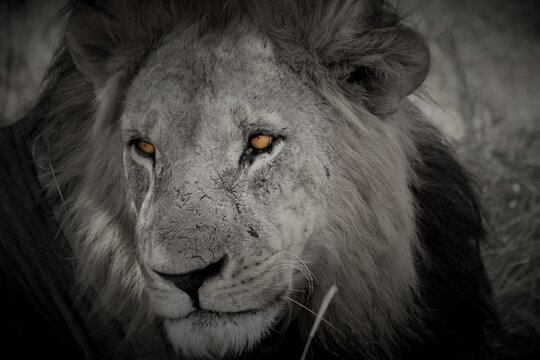portrait of a lion © Nicky