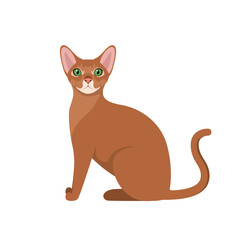 Abyssinian cat on a white background. Cartoon design.
