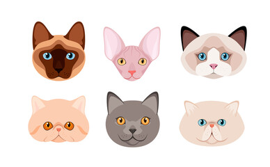 Fototapeta premium A set of cat heads on a white background. Cartoon design. 