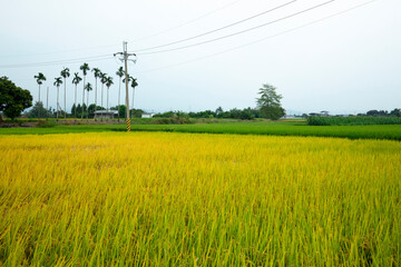 Taiwan, southern countryside, blue sky and white clouds, mature, golden rice fields