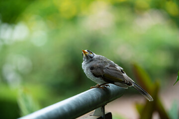 Noisy miner