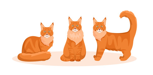 A set of Maine Coon cats on a white background. Cartoon design.
