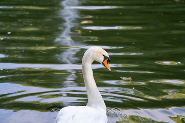 cisne blanco en un lago al atardecer