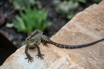 Relaxing Australian water dragon 