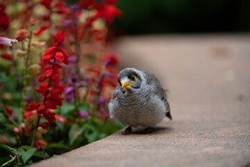 Noisy miner in the garden