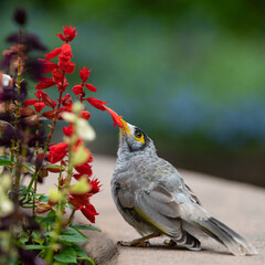 Noisy miner (honeyeater)