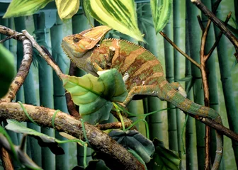 Gordijnen chameleon on tree © Тетяна Макарова