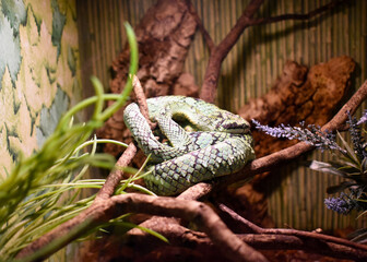 lizard on a branch