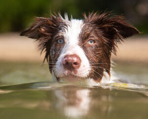 Cute border collie puppy with green eyes goes swimming at a dog beach