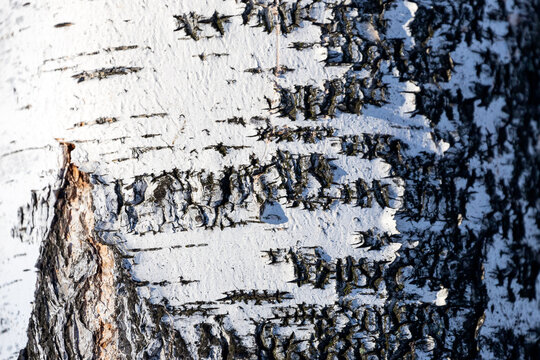 wood texture. close up black and white birsh wooden background.Details on the surface of the bark of an adult birch