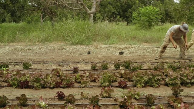Two farmers crouching down while planting organic lettuce, lateral movement shot