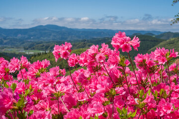 山をバックに濃いピンクのツツジの花
