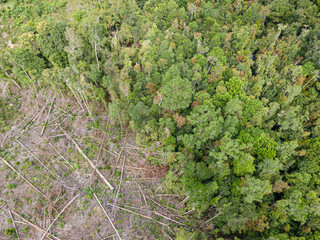 Aerial view of the jungle with a small area cleared due to deforestation. Selective focus points