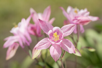 Obraz na płótnie Canvas ピンクの西洋オダマキの花のアップ