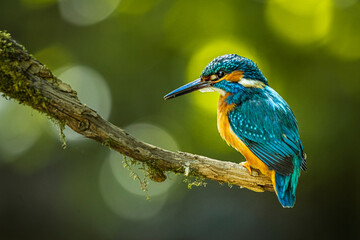 Eisvogel 