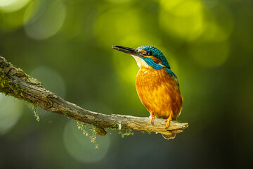Eisvogel 