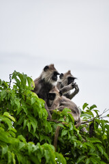 a beautiful breed of monkey on top of a tree