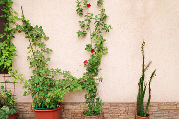 Fototapeta na wymiar Yellow brick house wall with plants. garden flowers in pots in the yard