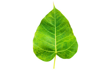Fototapeta premium Isolated Bodhi leaf with clipping paths.