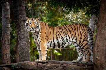 Zelfklevend Fotobehang Aziatische tijger die op een boom rust. © MrPreecha