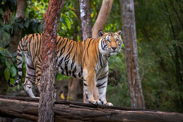 Asian tiger resting on a tree.