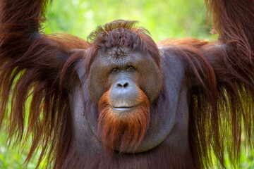 A young adult orangutan is resting in nature. - obrazy, fototapety, plakaty