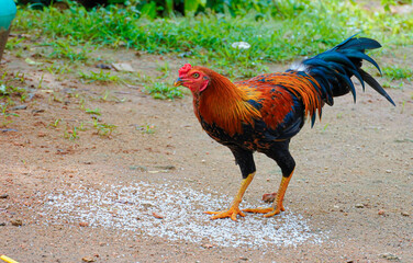 Cock - Indian Red Cock is eating white rice as a food in morning time.