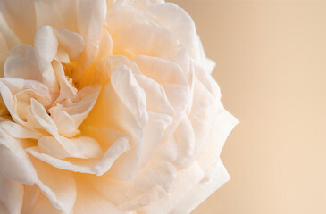 Close-Up of Cream Rose with a Cream Background with Copy Space