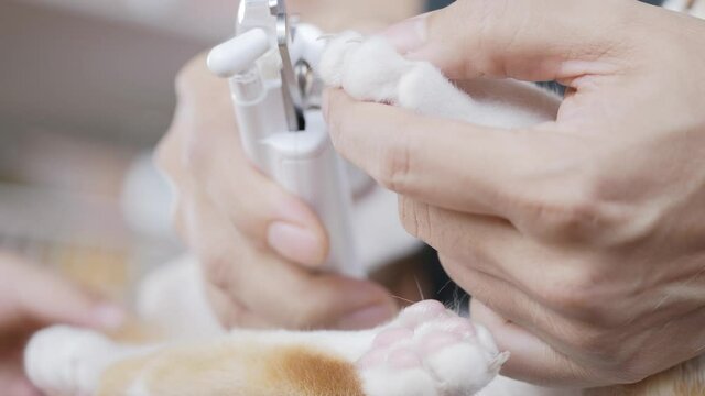 Cutting cat sharp claws with modern nail clippers or trimmer for preventing scratch as pet care.