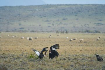 The Andean condor is a species of bird in the Cathartidae family.