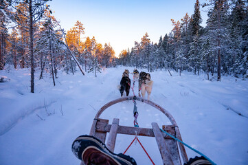 husky ride during a beautiful sunset in Sweden.
