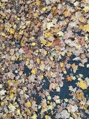 herbst, blatt, fall, blatt, natur, gelb, wald, baum, jahreszeit, park, ahorn, green, gras, orange,...