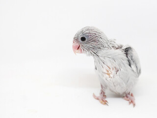 Selective focus of forpus parrotlet newborn bird studio shot on white background