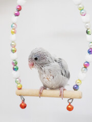 Selective focus of forpus parrotlet newborn bird studio shot on white background