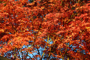 京都の秋の紅葉　美しい赤いもみじ（日本京都府京都市）Autumn leaves in Kyoto　Beautiful red maple leaves (Kyoto City, Kyoto Prefecture, Japan)
